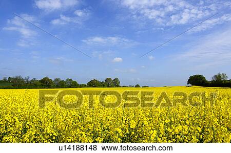 Oilseed Rape Field View Large Photo Image Stock Photo - Oilseed Rape Field. Fotosearch