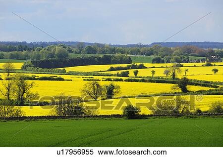 Stock Photography - Oilseed Rape Field. Fotosearch
