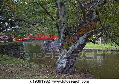 Stock Image - Old Cherry Tree and Red Footbridge. Fotosearch