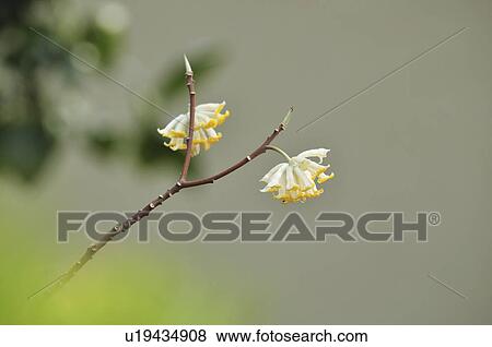 Stock Photo - Oriental Paperbush. Fotosearch