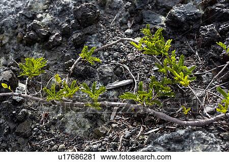 Osteomeles boninensis View Large Photo Image Stock Image - Osteomeles boninensis. Fotosearch