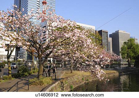 Otemachi in Spring View Large Photo Image Stock Image - Otemachi in Spring. Fotosearch
