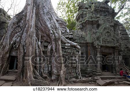Picture - Overgrown Banyan Tree at Ta Prohm. Fotosearch