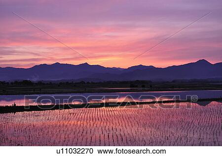 Stock Image - Paddy Field at Sunset. Fotosearch