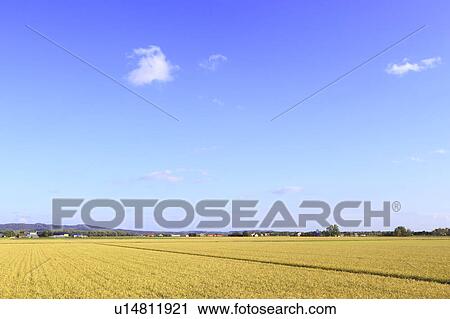 Paddy Field View Large Photo Image Stock Image - Paddy Field. Fotosearch