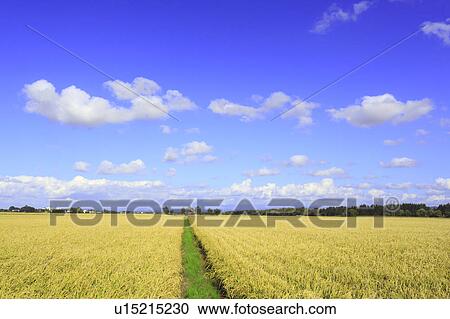 Paddy Field View Large Photo Image Stock Image - Paddy Field. Fotosearch