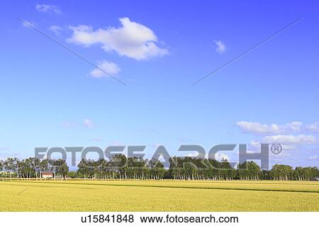Paddy Field View Large Photo Image Stock Photo - Paddy Field. Fotosearch