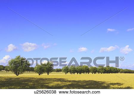 Paddy Field View Large Photo Image Stock Photo - Paddy Field. Fotosearch