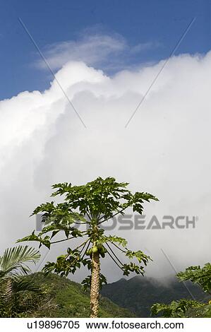 Stock Photography - Papaya Tree. Fotosearch