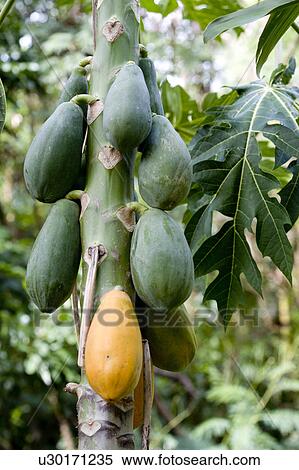 Papayas View Large Photo Image Stock Photography - Papayas. Fotosearch