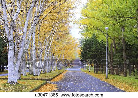 Park in Autumn View Large Photo Image Stock Photography - Park in Autumn. Fotosearch