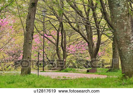 Park in Spring View Large Photo Image Stock Photo - Park in Spring. Fotosearch