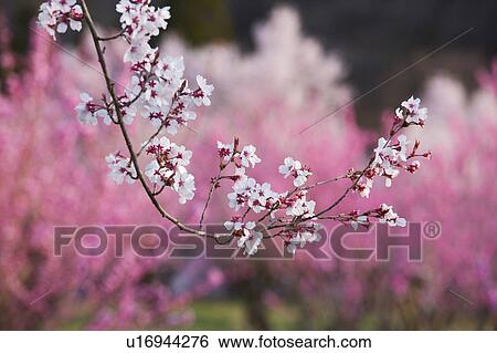 Stock Photograph - Peach and Cherry Blossom Trees. Fotosearch