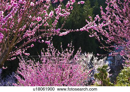 Peach and Cherry Blossoms View Large Photo Image Stock Image - Peach and Cherry Blossoms. Fotosearch