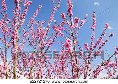 Stock Photograph - Peach Blossom Trees. Fotosearch
