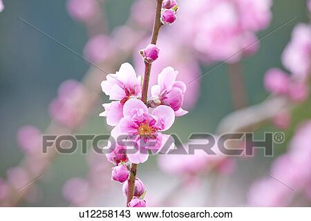 Peach Blossoms View Large Photo Image Stock Image - Peach Blossoms. Fotosearch
