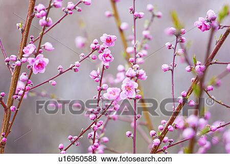 Stock Photo - Peach Blossoms. Fotosearch