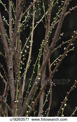 Stock Photo - Peach Tree Budding. Fotosearch