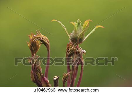 Peony bud, Chiba Prefecture, Honshu, Japan View Large Photo Image Stock Image - Peony bud, Chiba Prefecture, Honshu, Japan. Fotosearch