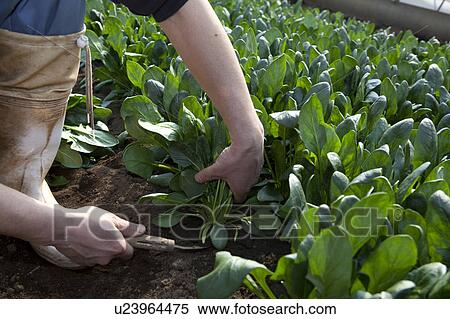 Person Harvesting Spinach View Large Photo Image Stock Photography - Person Harvesting Spinach. Fotosearch