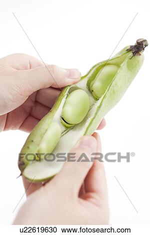 Person Openng Broad Bean Pod View Large Photo Image Stock Image - Person Openng Broad Bean Pod. Fotosearch