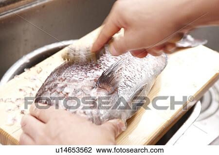Person Preparing Sea Bream View Large Photo Image Stock Image - Person Preparing Sea Bream. Fotosearch