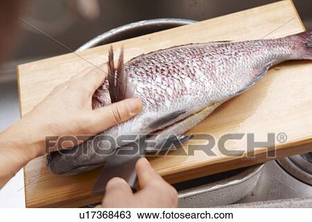 Person Preparing Sea Bream View Large Photo Image Stock Image - Person Preparing Sea Bream. Fotosearch