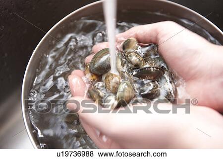 Stock Photo - Person Rinsing Short-necked Clams. Fotosearch