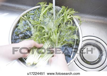 Stock Image - Person Washing Bunch of Mizuna. Fotosearch