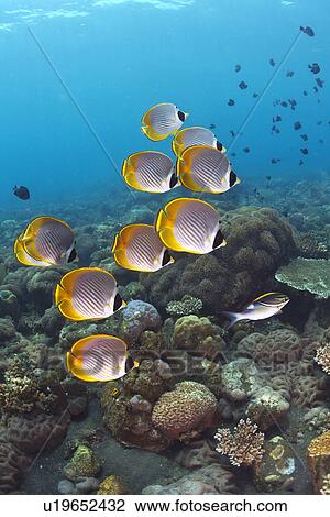Stock Image - Philippine Butterflyfish. Fotosearch