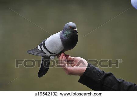 Pigeon on Hand View Large Photo Image Stock Image - Pigeon on Hand. Fotosearch