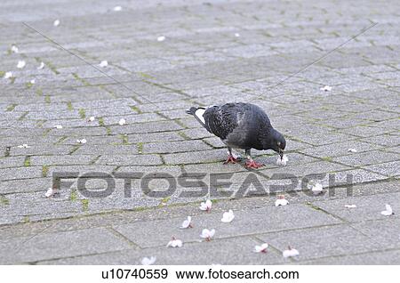 Pigeon Pecking Cherry Blossoms View Large Photo Image Stock Photo - Pigeon Pecking Cherry Blossoms. Fotosearch