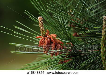 Pine Tree View Large Photo Image Stock Photography - Pine Tree. Fotosearch