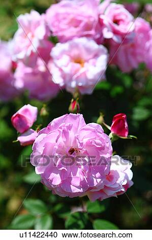 Pink Monthly Roses View Large Photo Image Stock Image - Pink Monthly Roses. Fotosearch