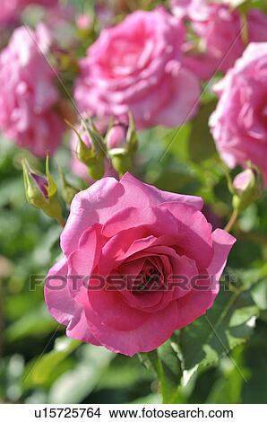 Picture - Pink Roses. Fotosearch