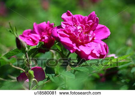 Pink Roses View Large Photo Image Stock Image - Pink Roses. Fotosearch