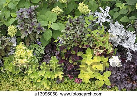 Stock Photo - Plants in backyard, Chiba Prefecture, Honshu, Japan. Fotosearch