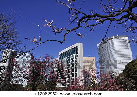 Plum blossoms and skyscrapers, Shiodome, Chuo Ward, Tokyo Prefecture, Honshu, Japan View Large Photo Image Stock Image - Plum blossoms and skyscrapers, Shiodome, Chuo Ward, Tokyo Prefecture, Honshu, Japan. Fotosearch