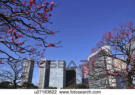Plum blossoms and skyscrapers, Shiodome, Chuo Ward, Tokyo Prefecture, Honshu, Japan View Large Photo Image Stock Image - Plum blossoms and skyscrapers, Shiodome, Chuo Ward, Tokyo Prefecture, Honshu, Japan. Fotosearch