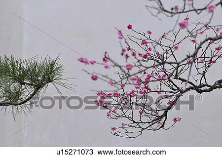 Stock Image - Plum blossoms at Naritasan park, Narita city, Chiba Prefecture, Honshu, Japan. Fotosearch