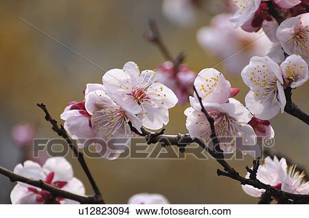 Picture - Plum Blossoms. Fotosearch