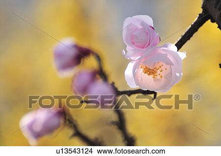 Plum Blossoms View Large Photo Image Picture - Plum Blossoms. Fotosearch