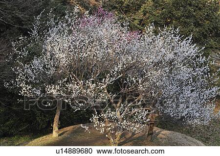 Plum blossoms, Sakura City, Chiba Prefecture, Honshu, Japan View Large Photo Image Stock Image - Plum blossoms, Sakura City, Chiba Prefecture, Honshu, Japan. Fotosearch