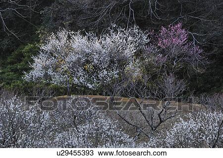Stock Image - Plum blossoms, Sakura City, Chiba Prefecture, Honshu, Japan. Fotosearch