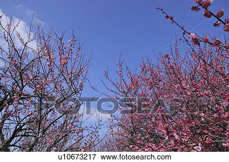 Stock Photo - Plum blossoms, Sakura City, Chiba Prefecture, Honshu, Japan. Fotosearch