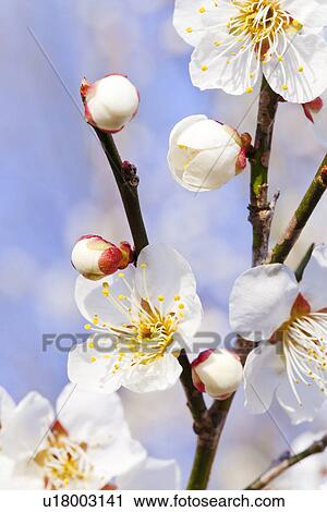 Plum Blossoms View Large Photo Image Stock Image - Plum Blossoms. Fotosearch