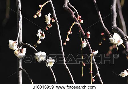 Plum blossoms View Large Photo Image Stock Photo - Plum blossoms. Fotosearch