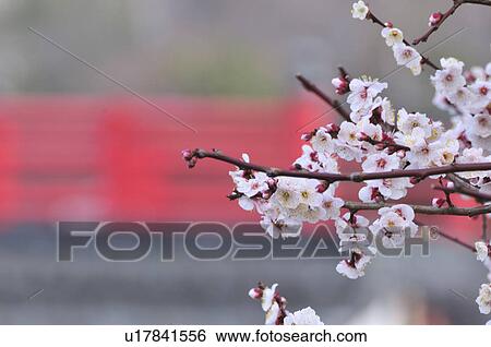 Stock Photograph - Plum Blossoms. Fotosearch