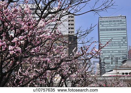Stock Photography - Plum Tree Blossoming in Otemachi. Fotosearch