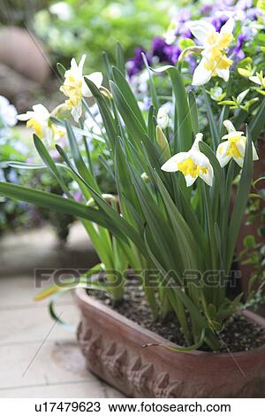 Potted Daffodils View Large Photo Image Stock Image - Potted Daffodils. Fotosearch